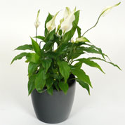 Spathiphyllum + Cubremaceta Antracita